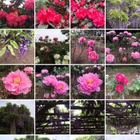 フォトライブラリーから追加